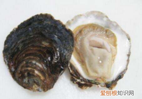 生蚝吃什么,生蚝吃哪个部位示范图