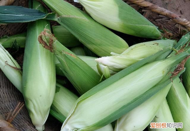 玉米放冰箱冷冻要怎么做比较新鲜