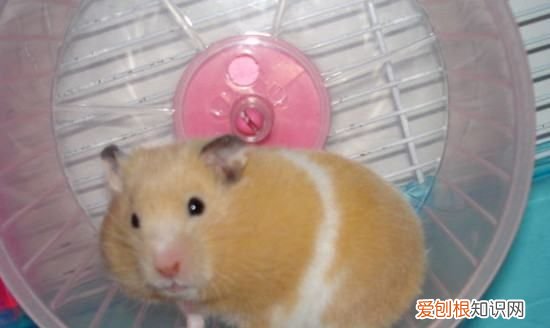 金丝熊好养,金丝熊用什么土养最好