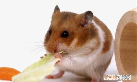 金丝熊好养,金丝熊用什么土养最好