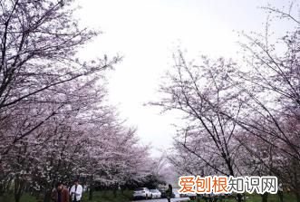贵阳樱花园在哪里