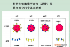 凝集素和凝集原的区别，凝集原和凝集素是存在于血液的什么部位