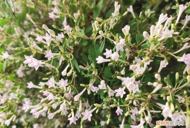 手机ca证书怎么删除，怎么删除华为手机ca证书