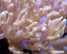 珊瑚怎么保养，珊瑚制品如何保养