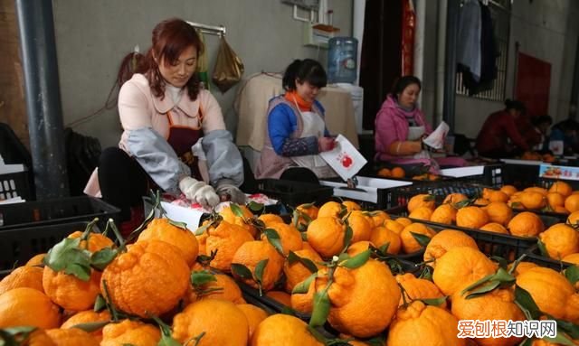 丑八怪是什么季节水果 4种难以下咽的水果长相也奇葩