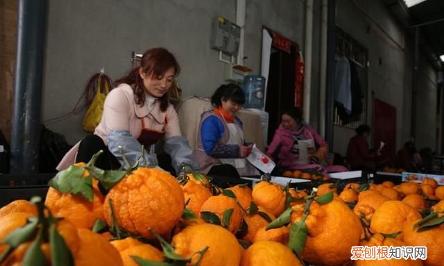 丑八怪是什么季节水果 4种难以下咽的水果长相也奇葩