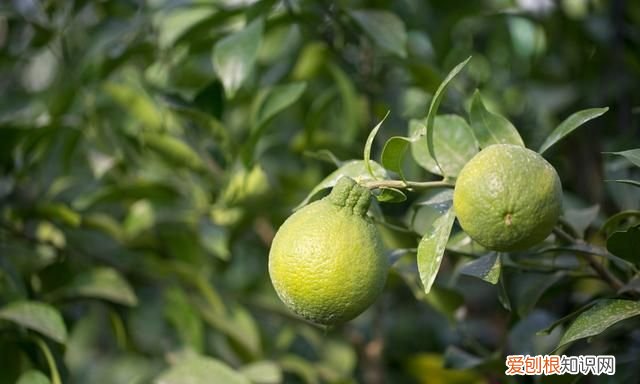 丑八怪是什么季节水果 4种难以下咽的水果长相也奇葩