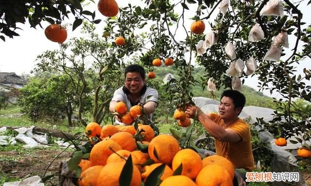丑八怪是什么季节水果 4种难以下咽的水果长相也奇葩