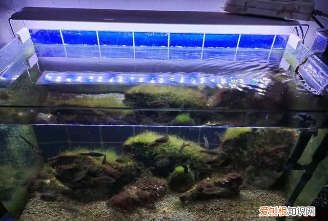 鱼缸换水多了鱼不动了怎么办