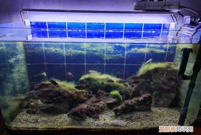 鱼缸换水多了鱼不动了怎么办