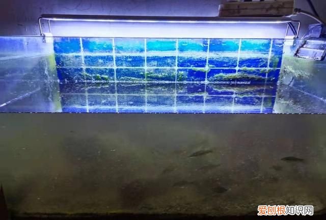 鱼缸换水多了鱼不动了怎么办