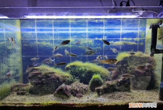 鱼缸换水多了鱼不动了怎么办