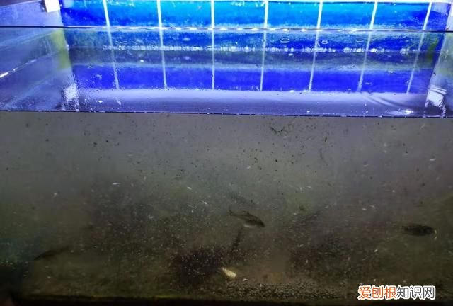 鱼缸换水多了鱼不动了怎么办
