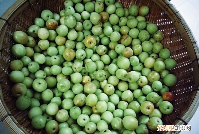 新鲜酸梅怎么腌制才会脆脆的呢
