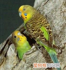 鹦鹉怎么睡觉，鹦鹉怎样睡觉的