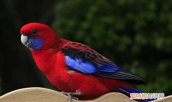 鹦鹉怎么睡觉，鹦鹉怎样睡觉的