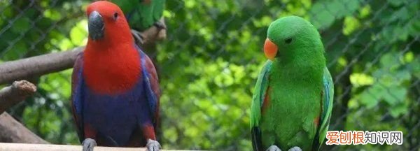 鹦鹉怎么睡觉，鹦鹉怎样睡觉的