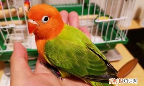 鹦鹉怎么睡觉，鹦鹉怎样睡觉的