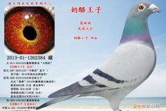 正宗奶酪血统信鸽特点，凡戴克信鸽有什么特点