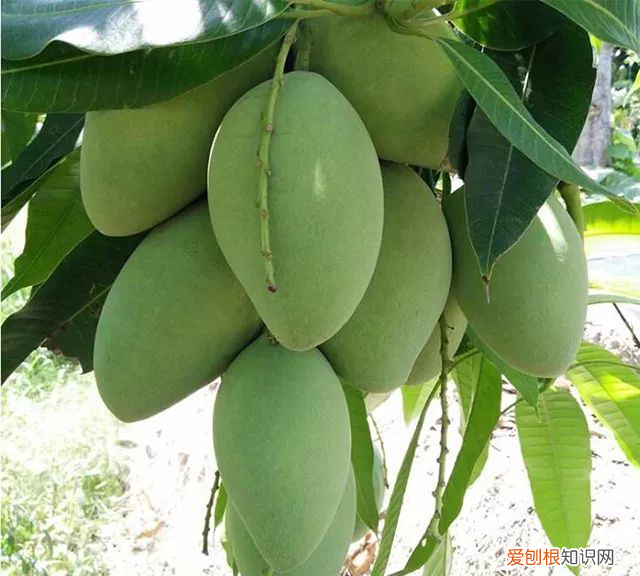 芒果小台芒香甜,芒果贵妃芒和小台芒