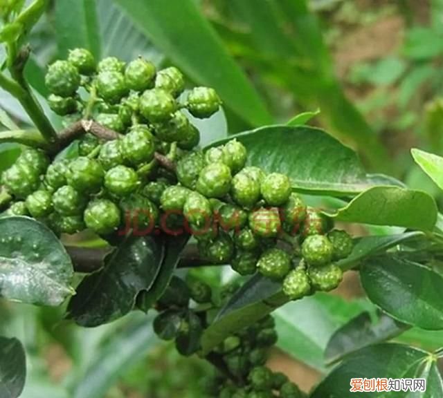 花椒麻椒藤椒是一种东西吗,花椒麻椒用法