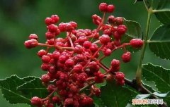 花椒麻椒藤椒是一种东西吗,花椒麻椒用法