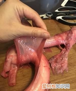 牛鞭怎么清洗,牛鞭怎么洗才能干净视频