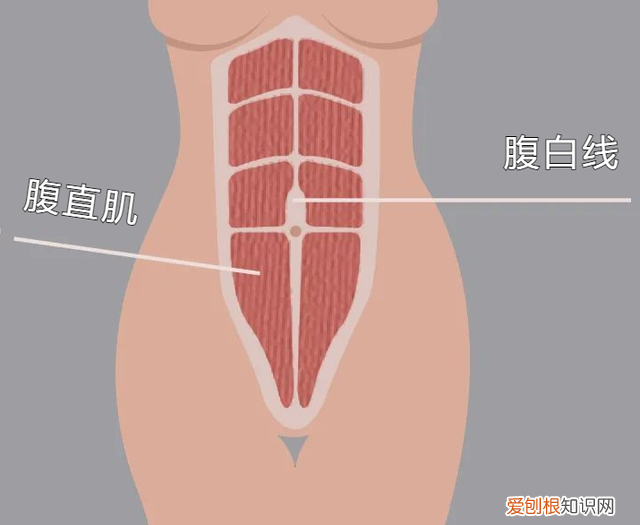 腹直肌分离还可以练出腹肌吗,腹直肌分离怎么练腹肌