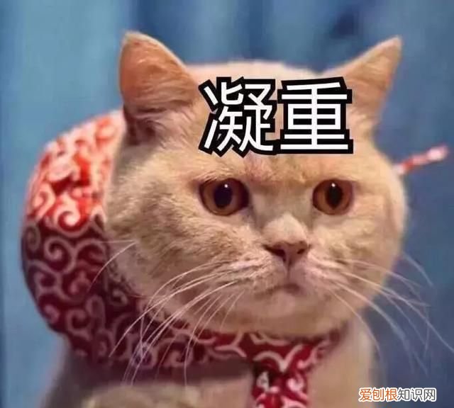 北方人遇到南方蟑螂的奇葩事,当北方蟑螂遇到南方蟑螂配音