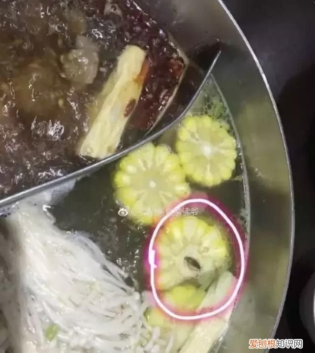 北方人遇到南方蟑螂的奇葩事,当北方蟑螂遇到南方蟑螂配音