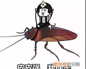 北方人遇到南方蟑螂的奇葩事,当北方蟑螂遇到南方蟑螂配音