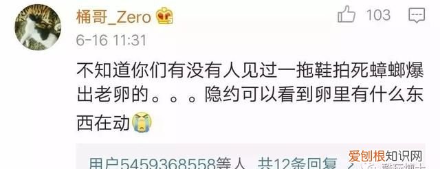 北方人遇到南方蟑螂的奇葩事,当北方蟑螂遇到南方蟑螂配音