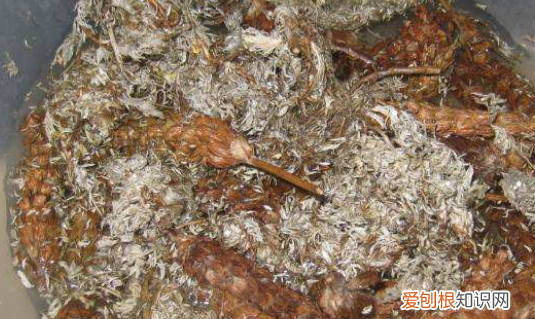 新鲜茵陈怎么处理，茵陈直接晒干好还是蒸熟了晒干好