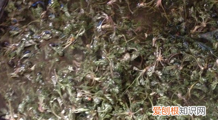 新鲜茵陈怎么处理，茵陈直接晒干好还是蒸熟了晒干好