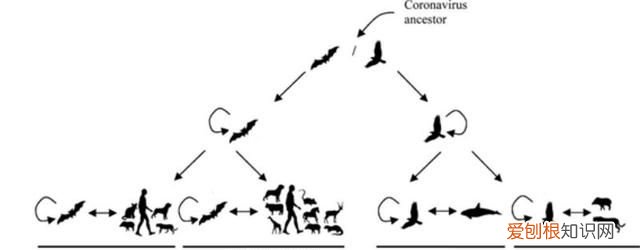 人和动物间的冠状病毒不同