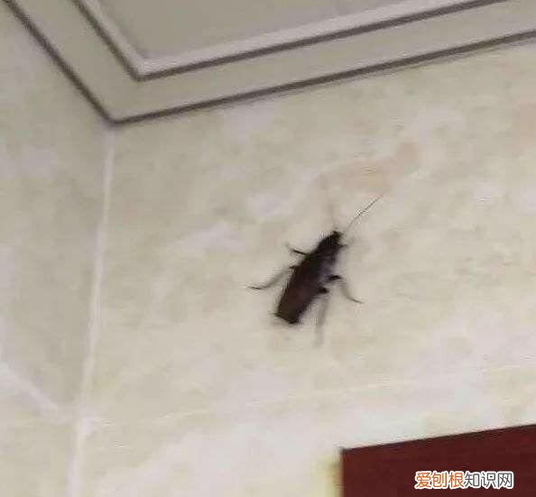 南方会飞的大蟑螂是什么品种,把南方蟑螂和北方蟑螂放在一起