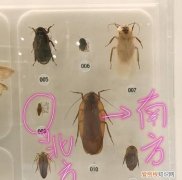 南方会飞的大蟑螂是什么品种,把南方蟑螂和北方蟑螂放在一起