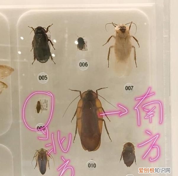 南方会飞的大蟑螂是什么品种,把南方蟑螂和北方蟑螂放在一起