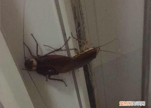 南方会飞的大蟑螂是什么品种,把南方蟑螂和北方蟑螂放在一起