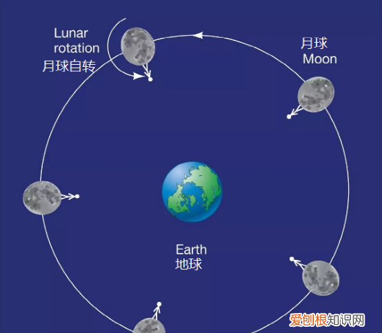 为什么我们看到的月亮总是一样的