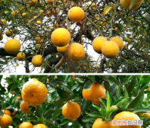 北枳另一半网名