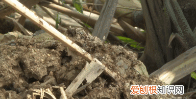 红火蚁被咬伤的危害 红火蚁的主要危害与防治