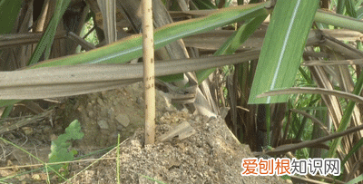 红火蚁被咬伤的危害 红火蚁的主要危害与防治