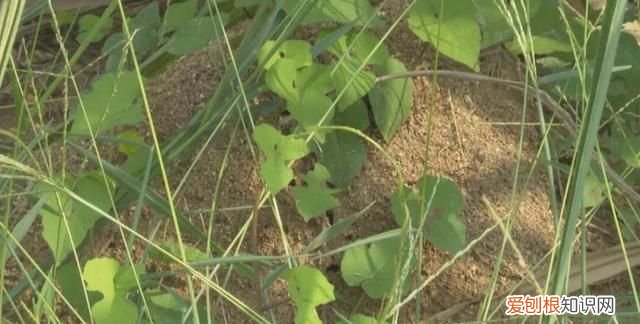 红火蚁被咬伤的危害 红火蚁的主要危害与防治