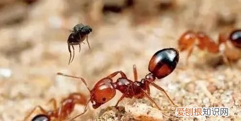 红火蚁被咬伤的危害 红火蚁的主要危害与防治