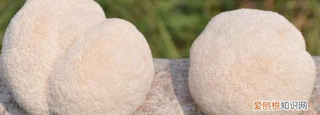 猴头菇的营养价值,胃酸胃痛喝丁香猴头菇茶为什么可以起到作用