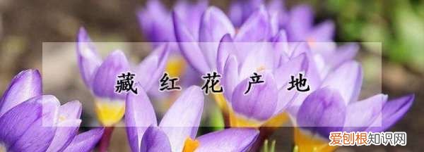 中国藏红花之乡在哪，藏红花中国产地在哪里