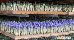 中国藏红花之乡在哪，藏红花中国产地在哪里