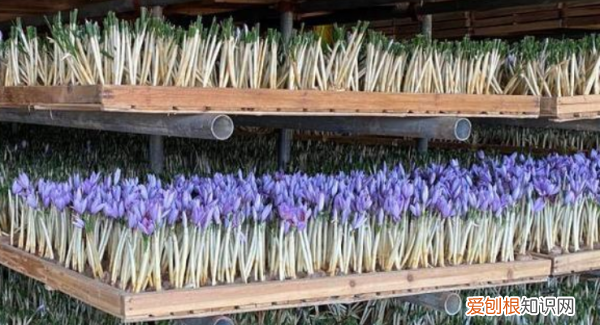 中国藏红花之乡在哪，藏红花中国产地在哪里