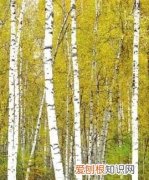 在舞台上种了一片森林